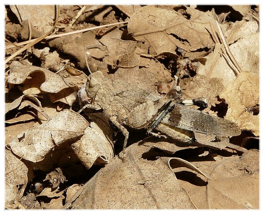 Ortotteri dal Gargano